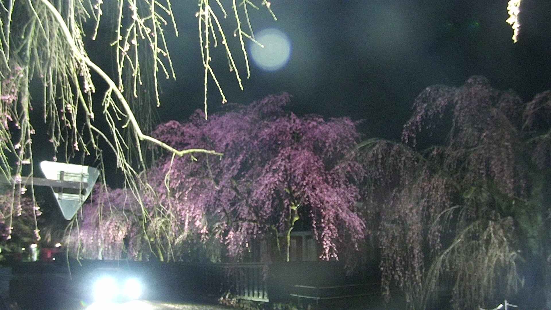 area1-20250420211016.jpg