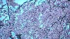 area5-20250424050055.jpg